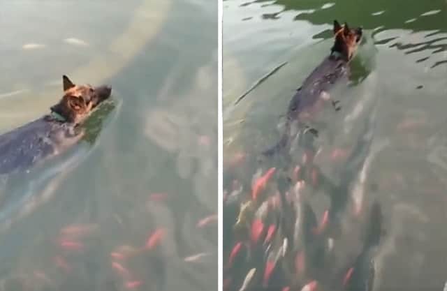 犬 水中の覇者となる 魚の群れを従わせながら泳ぐ犬の王 カラパイア 犬 水中の覇者となる 魚の群れを従わせながら泳ぐ犬の王 カラパイア