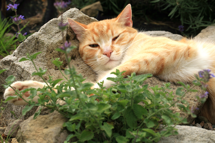 知らずに植えたら野良猫が集まって来た。西洋マタタビがきっかけで猫の保護活動をはじめた女性