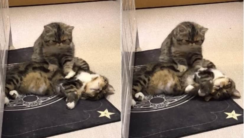 揉まれる猫 揉みほぐす猫 究極の猫マッサージ動画 カラパイア
