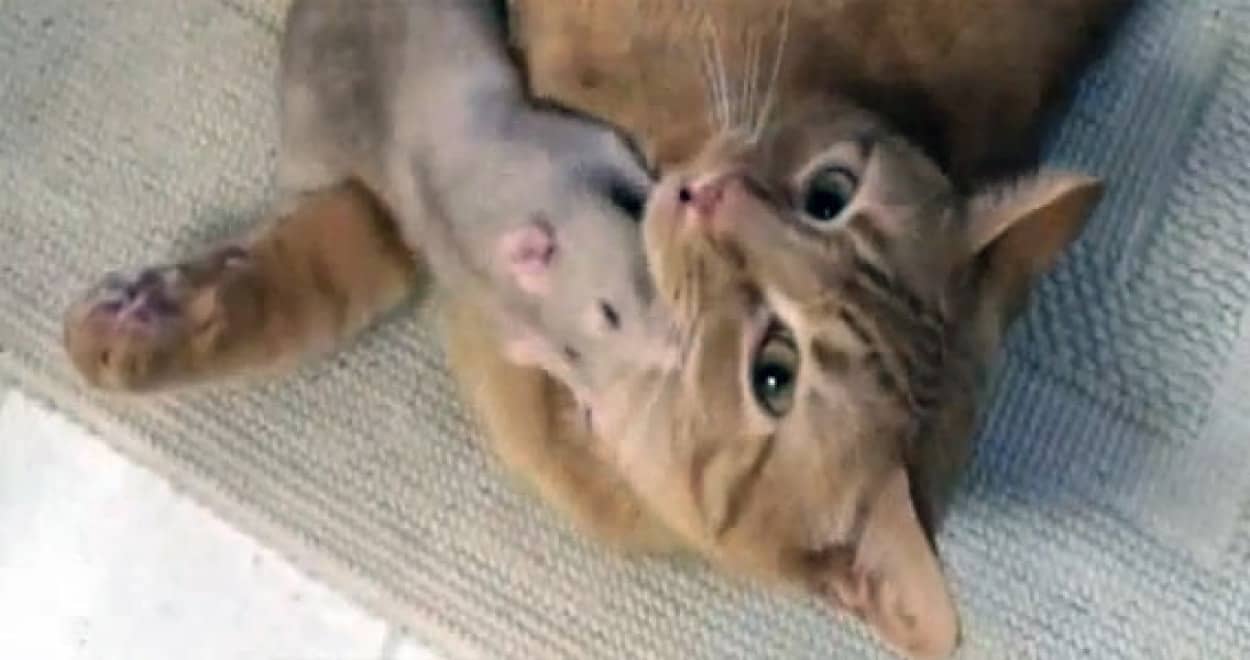 完全ストーカーモード どこまでも猫を愛するネズミのいる風景 カラパイア 完全ストーカーモード どこまでも猫を愛するネズミのいる風景 カラパイア