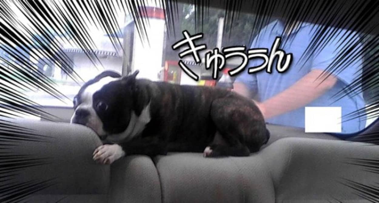 うわばかやめろ 動物病院嫌いのペットたちの全力拒絶のしぐさをご覧ください カラパイア