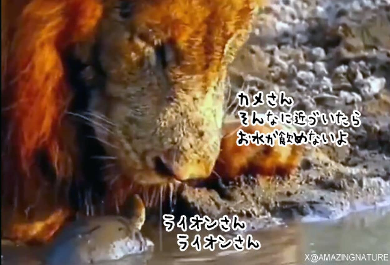 ライオンの水飲みの邪魔をする亀