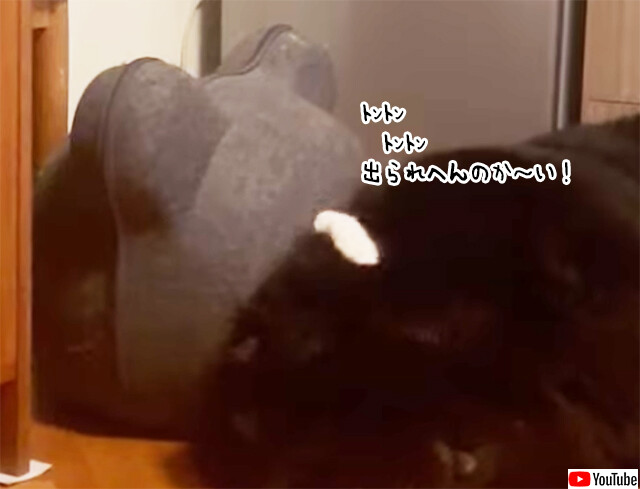 出られへんのかーい！猫ハウスの目の前で犬がとおせんぼ