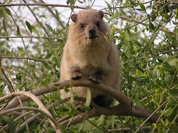 rock hyrax 15