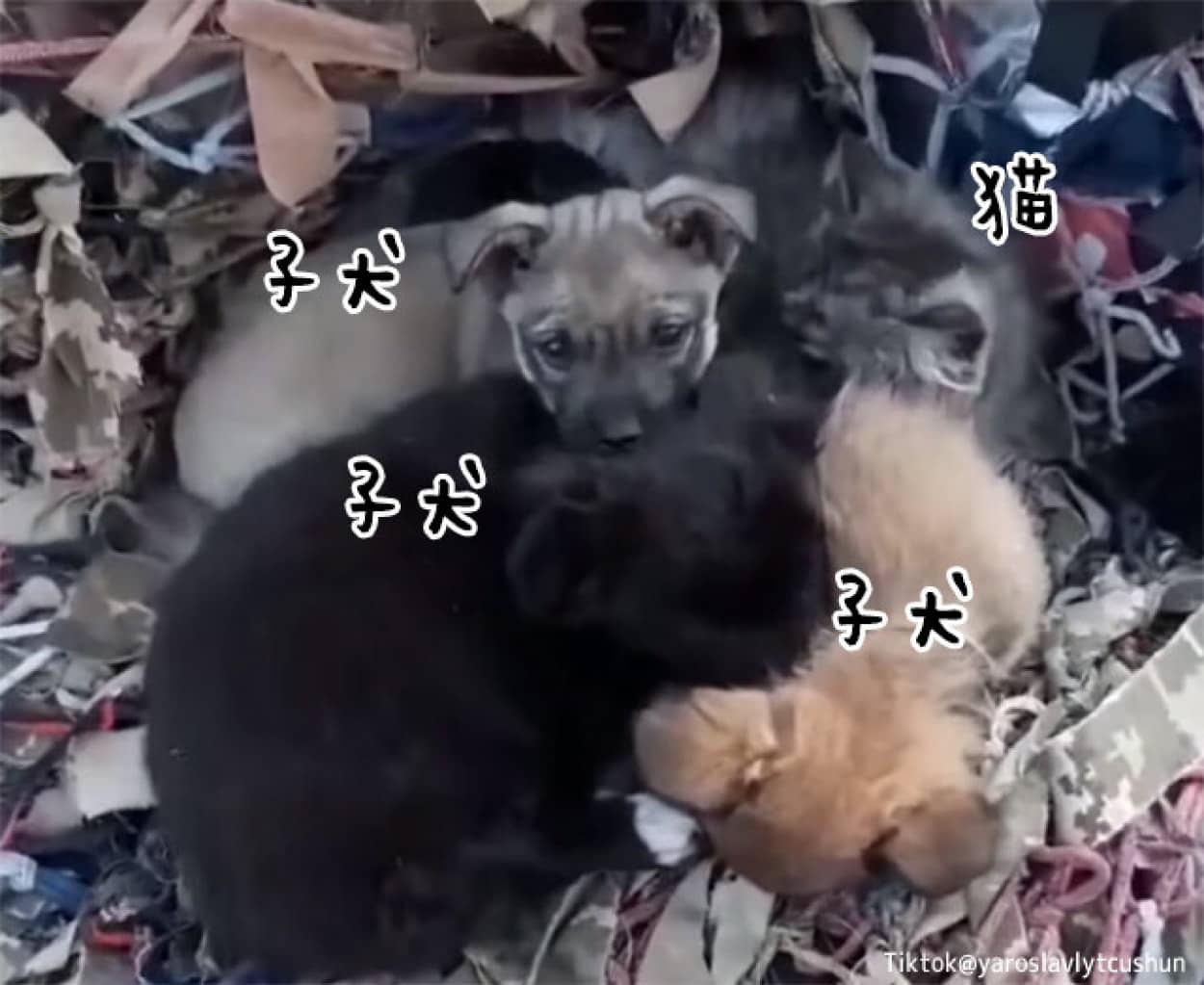 猫の親子を守ろうとしていた子犬たち