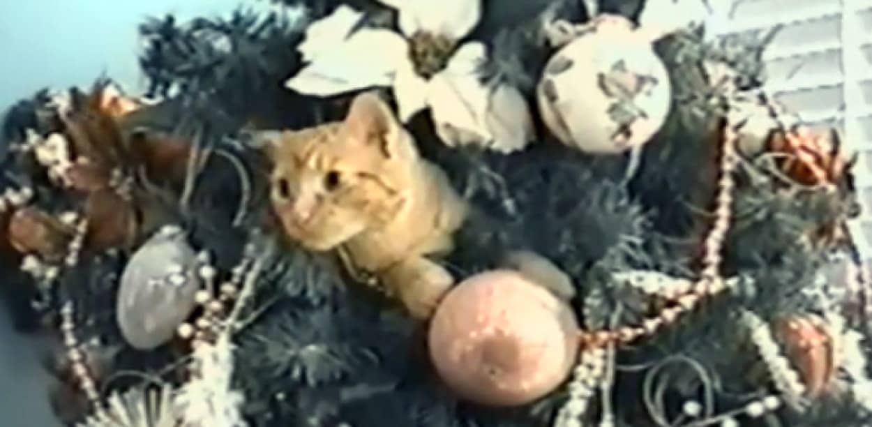 そこに木があるから クリスマスツリーのオーナメントになった猫 カラパイア そこに木があるから クリスマスツリーのオーナメントになった猫 カラパイア