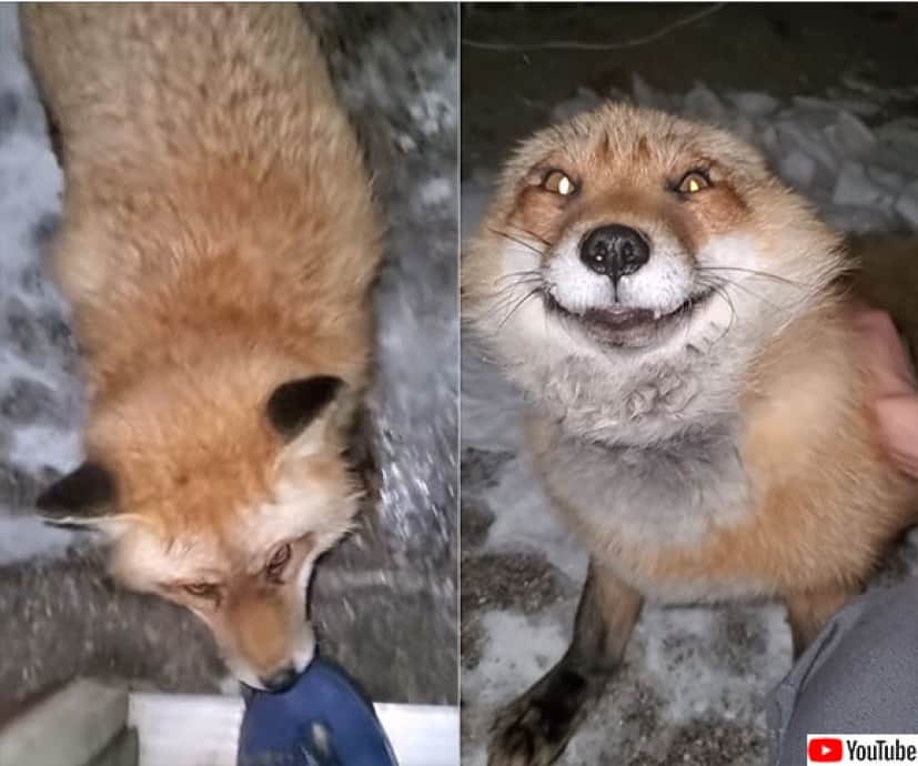 まだかなまだかな 撫でてほしくて窓から顔を出し 玄関先で待っている愛くるしいキツネ アメリカ カラパイア まだかなまだかな 撫でてほしくて窓から顔を出し 玄関先で待っている愛くるしいキツネ アメリカ カラパイア