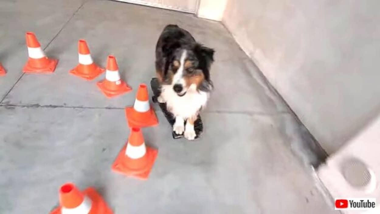 愛犬のこの華麗な滑りを見て スケボーテクニシャンなオーストラリアンシェパード カラパイア
