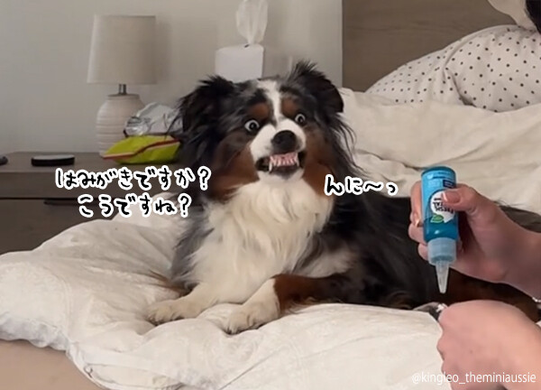こうですね？歯ブラシの時間になると歯茎をむき出して準備する犬のルーティーン