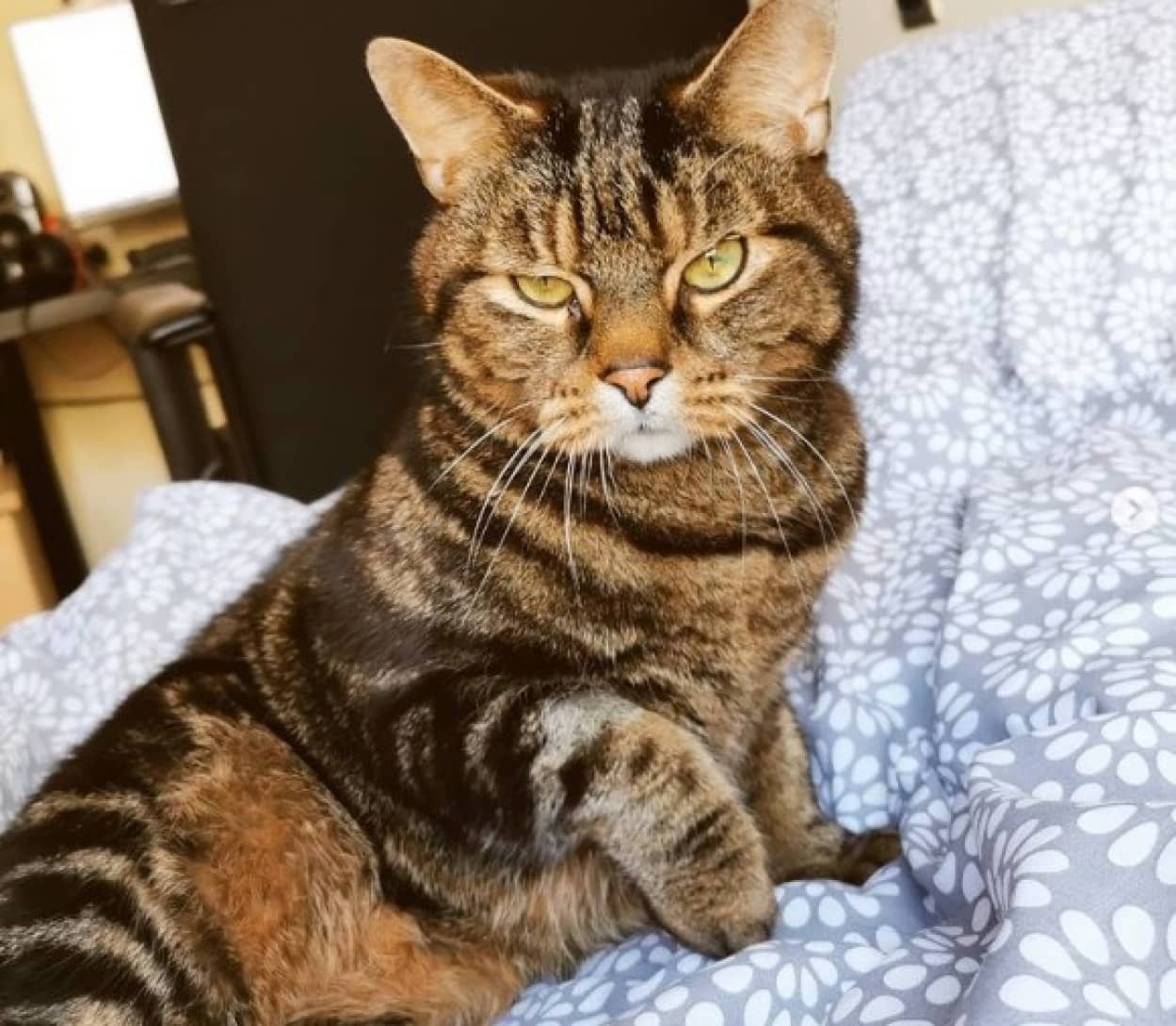 人に心を開かなかった野良猫を根気強く愛情を注いだ結果離れられない仲になった女性の物語