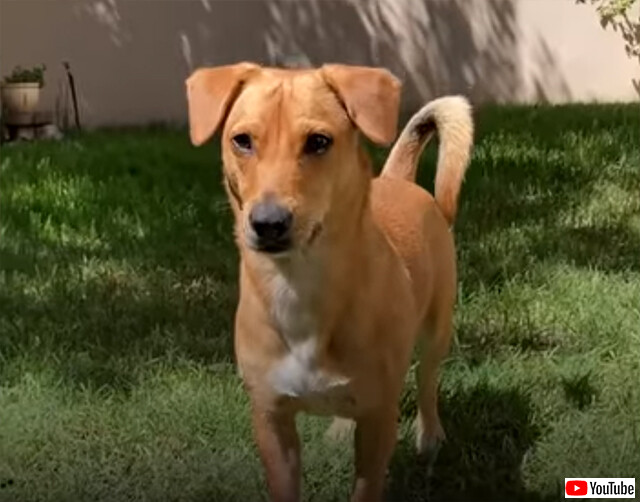 助けてくれてありがとう お礼に唯一のパン切れを人間に差し出した犬 カラパイア 助けてくれてありがとう お礼に唯一のパン切れを人間に差し出した犬 カラパイア