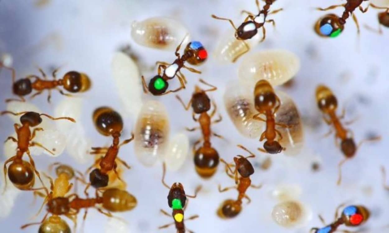 働きアリの約40 はまったく働いていないが それにはこんな理由があった 米研究 カラパイア 働きアリの約40 はまったく働いていないが それにはこんな理由があった 米研究 カラパイア