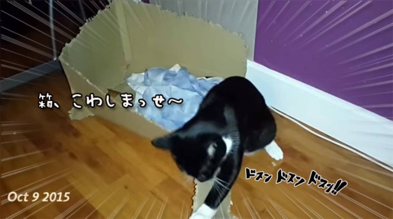 猫界に凄腕の解体屋がいるらしい 大きな段ボールを3か月かけて完全解体したエリオットの仕事っぷりを1分で見る動画 カラパイア 猫界に凄腕の解体屋がいるらしい 大きな段ボールを3か月かけて完全解体したエリオットの仕事っぷりを1分で見る動画 カラパイア