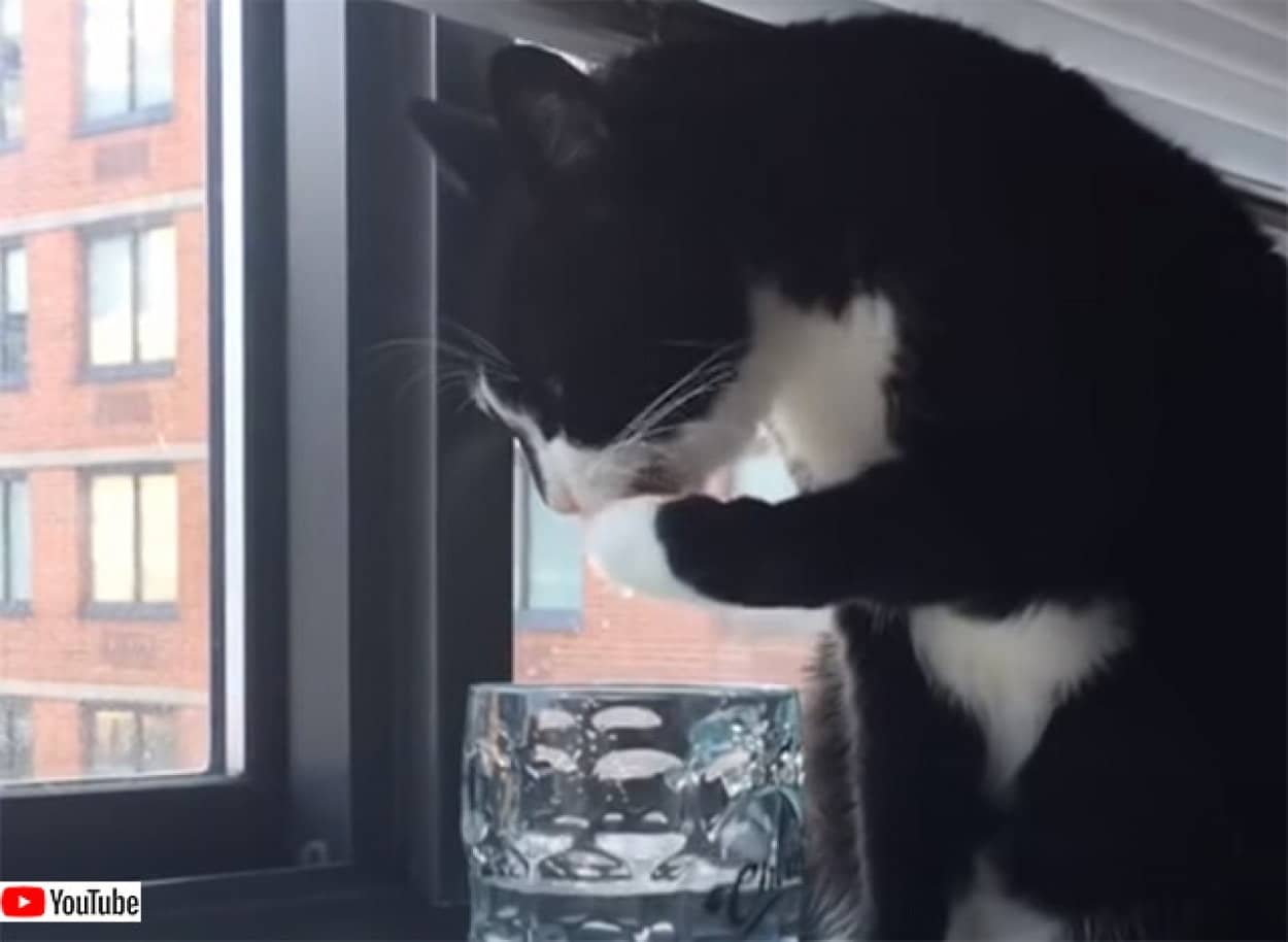 前足で水を飲む猫