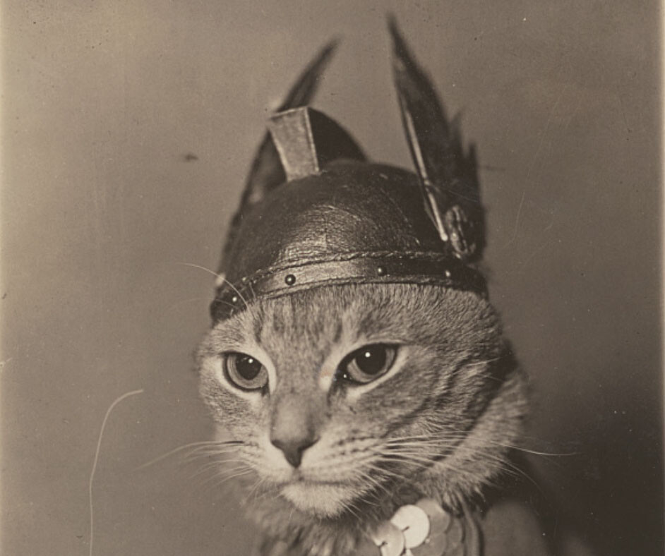 「ニーベルンゲンの指環」のブリュンヒルデに扮した猫の写真を無料ダウンロード公開