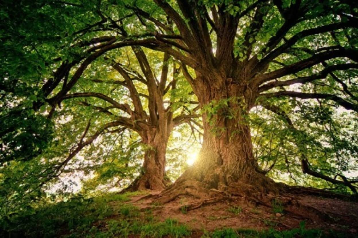tree-3822149_640_e_e