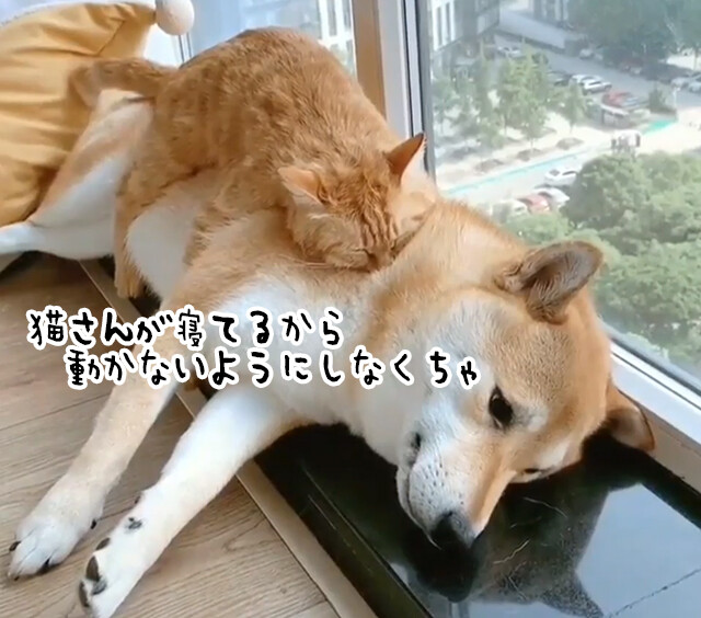 猫の肉布団となった柴犬。猫の安眠を邪魔しないように気を遣う