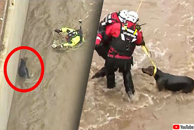 犬が川に流された！通行人が救助を試みるも失敗、2時間かかってようやく助け出すことに成功