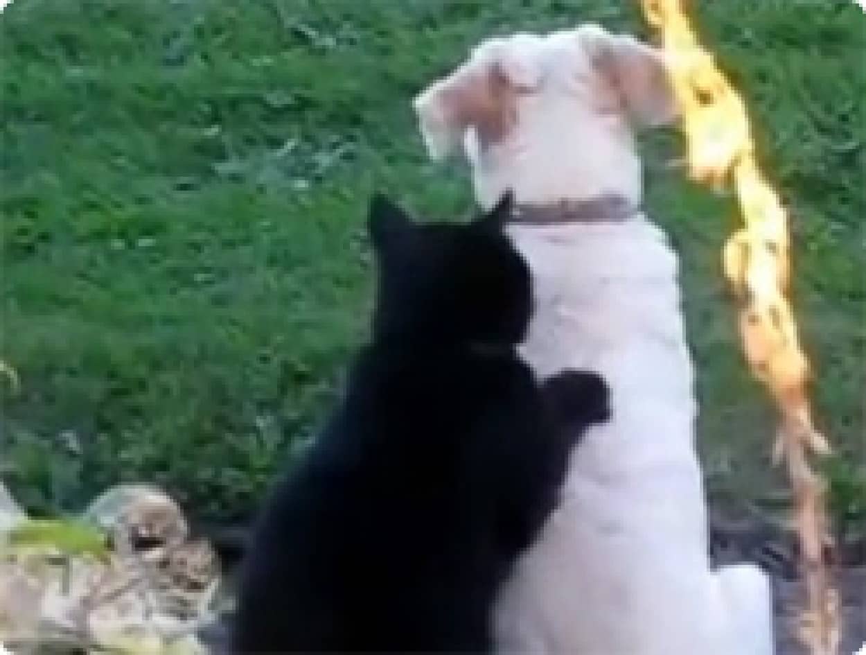 動画 たそがれる犬の肩を熱心に揉みしだく猫のいる風景 カラパイア