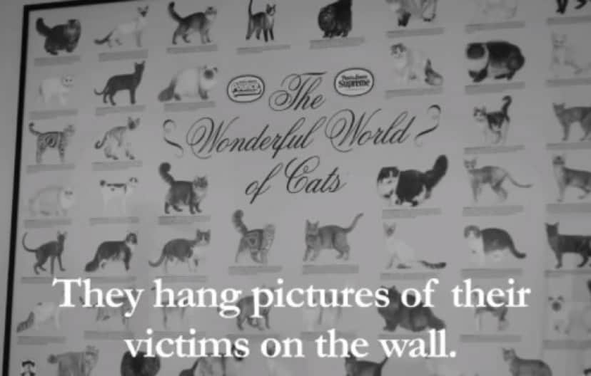 吾輩はフランスの猫である インターネット猫ビデオ祭で金賞を受賞した黒白猫 アンリ のアンニュイなつぶやき カラパイア