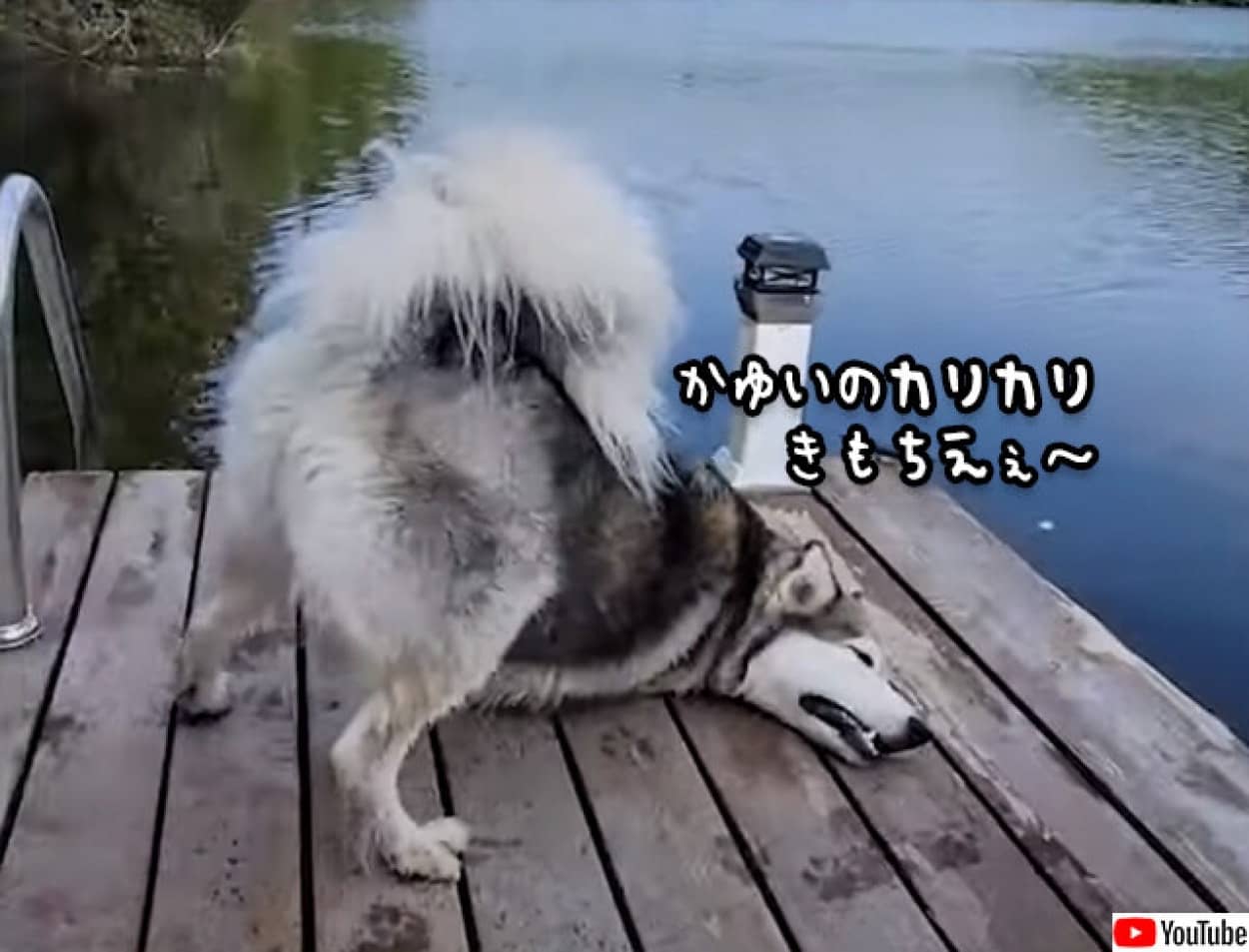 ハスキーの背中カリカリが悲惨な結末を迎えるまで