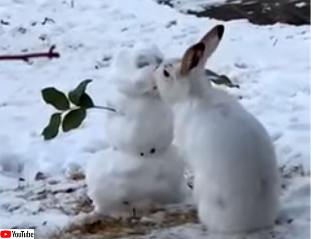 ウサギが雪だるまにキス？いいえ、食べてるだけです