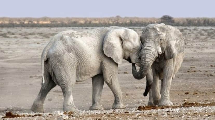 elephant-1170108_640_e