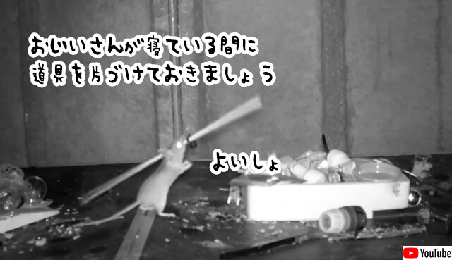 童話の世界が現実に！野生のネズミが毎晩せっせと作業台の道具を片づけていた