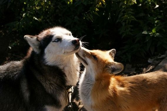 pets_04