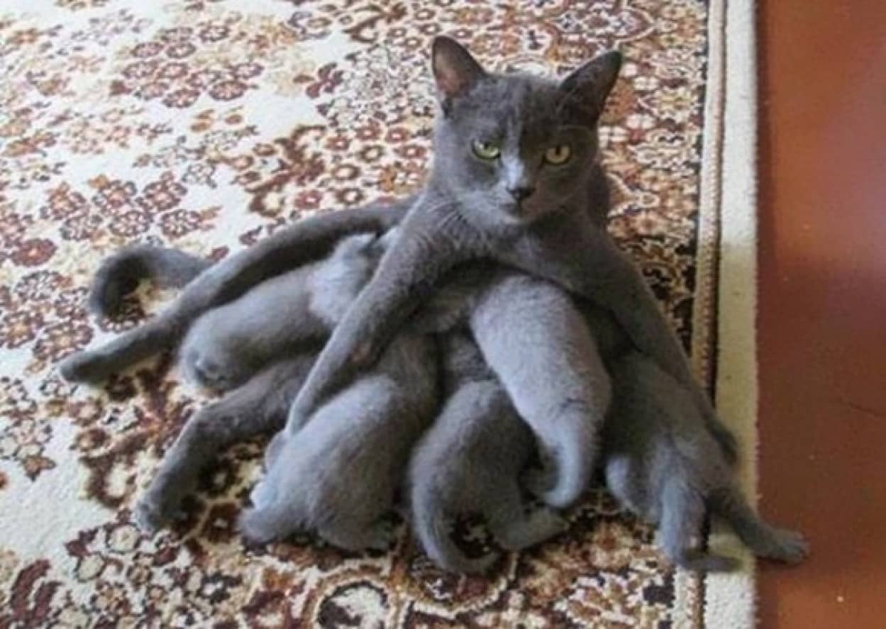 どの子もみんな宝物 猫母さんたちの子育て奮闘記 カラパイア どの子もみんな宝物 猫母さんたちの子育て奮闘記 カラパイア