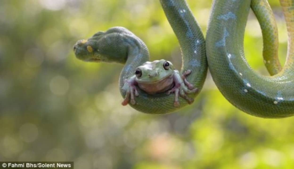 カエルがヘビの体に乗って遊んでいるぞ ヘビとカエルの不確かな関係 インドネシア カラパイア