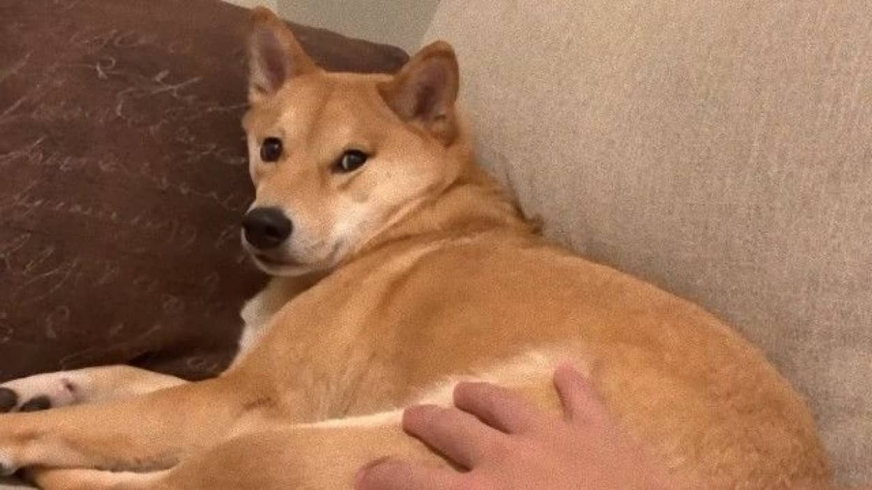 寝ているハルさんをそっとわしづかみ 柴犬ハルさんを脅かしてみた カラパイア 寝ているハルさんをそっとわしづかみ 柴犬ハルさんを脅かしてみた カラパイア