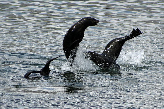 synchronized swimming animals 3