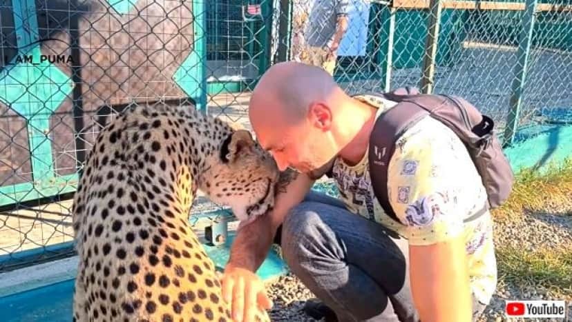 この人懐っこさはいったい メッシのおうちにチーターの ゲルダ さんがやってきた カラパイア この人懐っこさはいったい メッシのおうちにチーターの ゲルダ さんがやってきた カラパイア