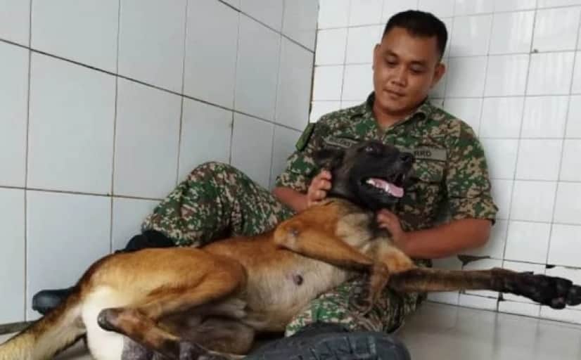 dog3_e0