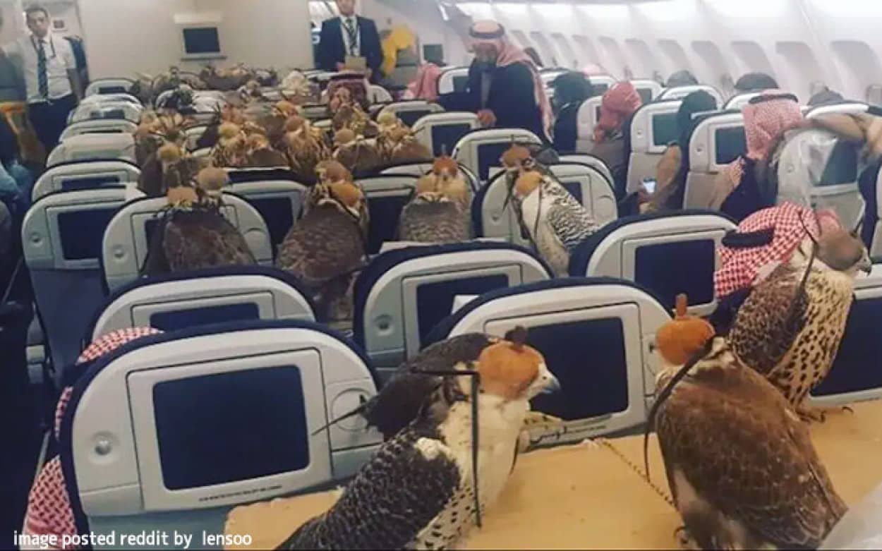 サウジアラビアの王子がハヤブサ80羽にそれぞれの飛行機の座席を購入