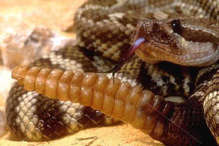 - Crotalus viridis helleri - SAMPLE