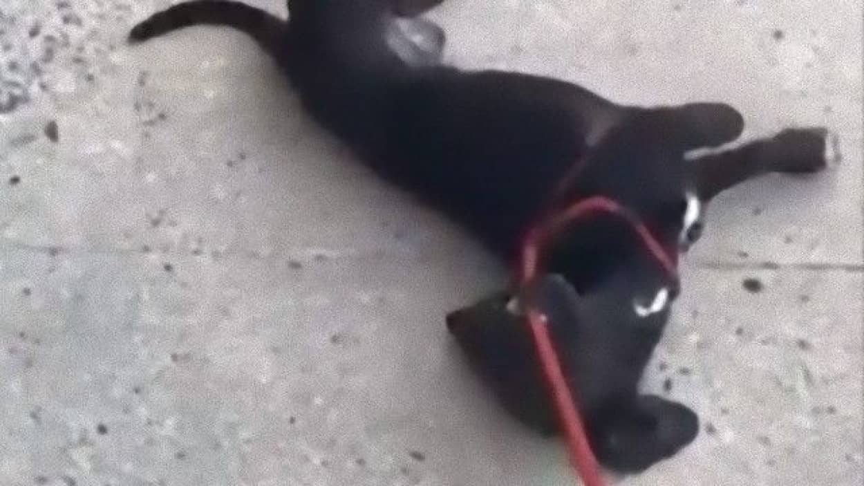 ま まさかこれは帰り道 散歩から帰りたくない犬 ドラマチックに死んだふりをする カラパイア