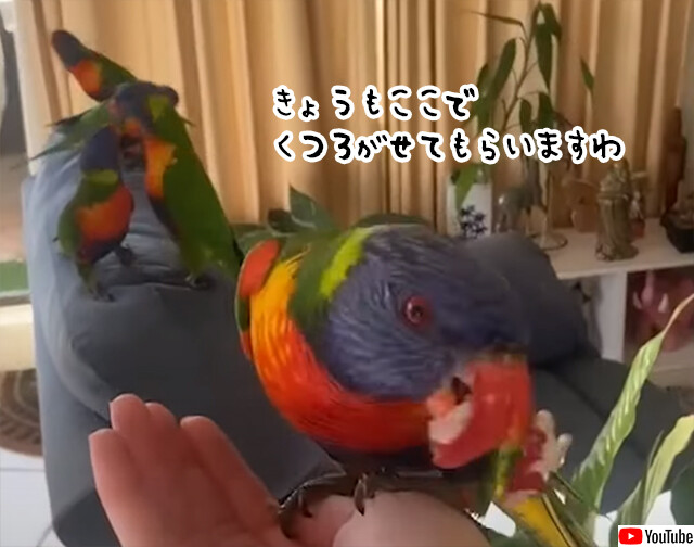 「今日もいさせてもらいますわ」野生のインコの大群が毎日家を訪れるように