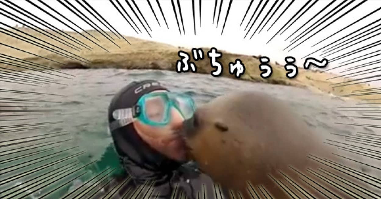 ちゅうして ちゅうして ダイバーのおにいさんに積極的にキスをするアシカ カラパイア ちゅうして ちゅうして ダイバーのおにいさんに積極的にキスをするアシカ カラパイア