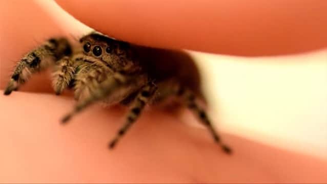 マニア専用動画 うん やじゃない 人間の指先に乗って撫でられるのを拒まないハエトリグモ カラパイア マニア専用動画 うん やじゃない 人間の指先に乗って撫でられるのを拒まないハエトリグモ カラパイア