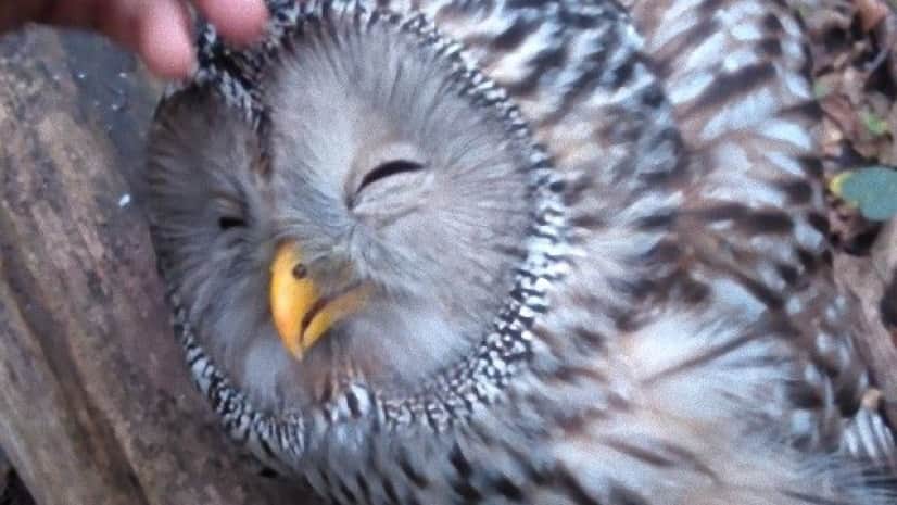 スロベニアの森で出会ったモフられ好きなフクロウ 人間の助けを得て再び飛ぶ カラパイア