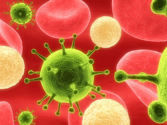 bacteria