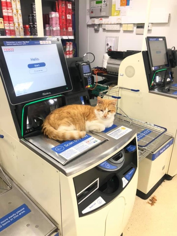 cat1_e0