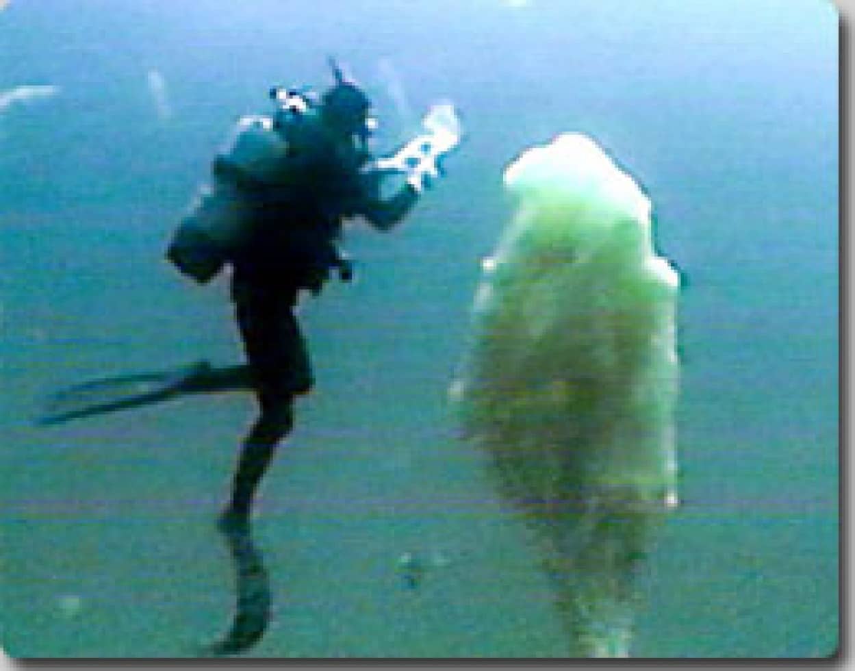 浮遊する巨大な粘質物が海の中で急増中 カラパイア