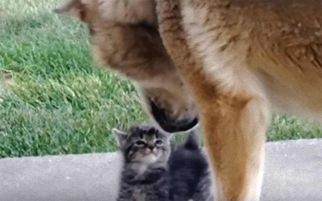 こんなとき どんな風にしていいかわからないよ 犬は戸惑い猫は平常運転 犬と子猫 初めてのご対面動画総集編 カラパイア こんなとき どんな風にしていいかわからないよ 犬は戸惑い猫は平常運転 犬と子猫 初めてのご対面動画総集編 カラパイア