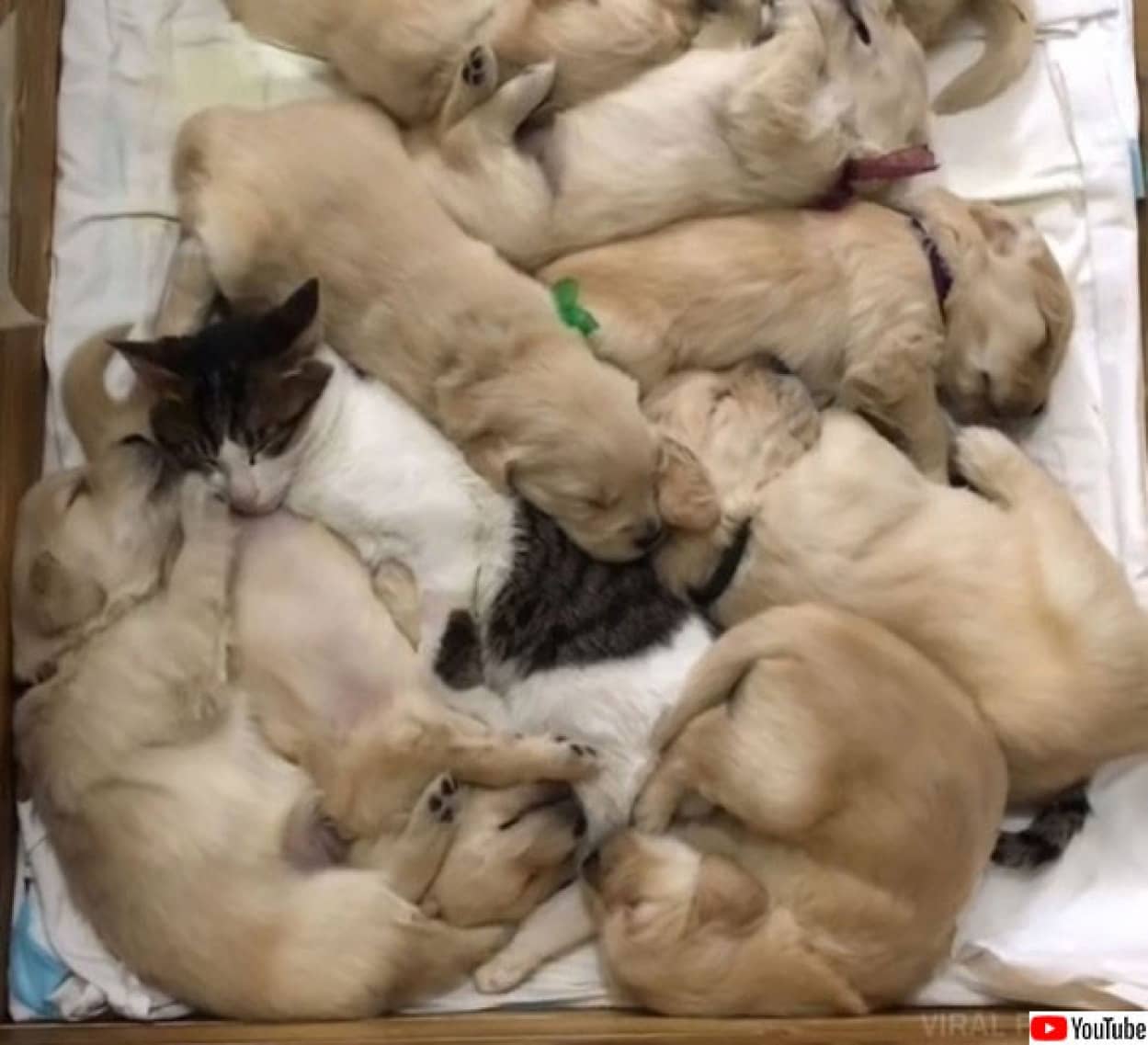 私が一緒に育てましょう ゴールデンレトリバーの10匹の赤ちゃんのベビーシッターをかって出た1匹の猫 カラパイア 私が一緒に育てましょう ゴールデンレトリバーの10匹の赤ちゃんのベビーシッターをかって出た1匹の猫 カラパイア