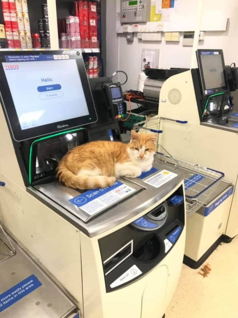 cat1_e0