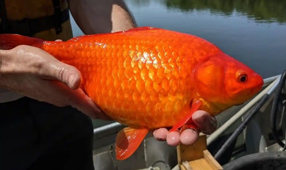 巨大化した金魚が続々と発見！湖や川に捨てた金魚が生態系を脅かす事態に