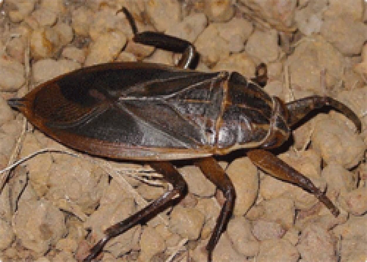 少年時代絶対捕まえられなかった虫ランキング上位の タガメ 恐るべき捕食画像 カラパイア